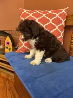 Ruby, a female Miniature Aussiedoodle for sale in Seneca, KS – 4 of 10