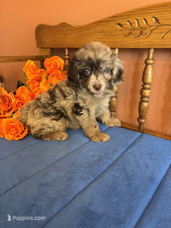 Annabelle – Miniature Aussiedoodle puppy for sale in Seneca, KS