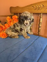 Annabelle, a female Miniature Aussiedoodle for sale in Seneca, KS – 1 of 8