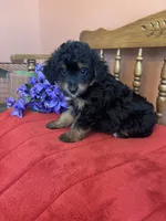 Milo, a male Miniature Aussiedoodle for sale in Seneca, KS – 4 of 8