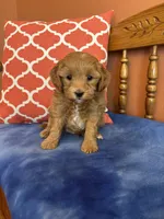 Tippy, a male Cavapoo for sale in Seneca, KS – 2 of 9