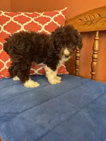 Ruby, a female Miniature Aussiedoodle for sale in Seneca, KS – 7 of 10