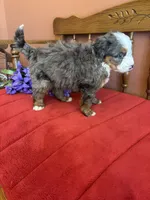 Dakota, a female Miniature Bernedoodle for sale in Seneca, KS – 3 of 9