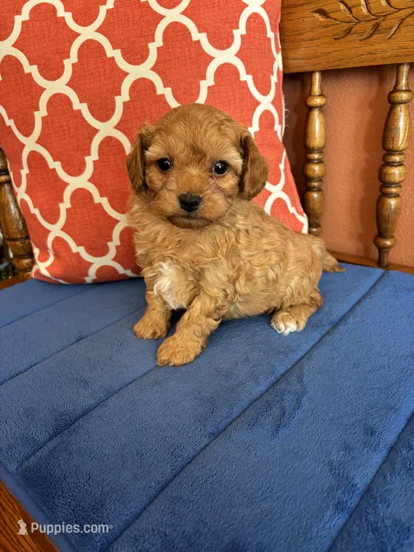 Max – Cavapoo puppy for sale in Seneca, KS