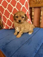 Max, a male Cavapoo for sale in Seneca, KS – 1 of 8
