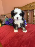 Boz, a male Miniature Bernedoodle for sale in Seneca, KS – 7 of 10