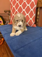 Lucy, a female Miniature Goldendoodle for sale in Seneca, KS – 2 of 9