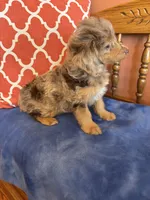 Tori, a female Miniature Aussiedoodle for sale in Seneca, KS – 8 of 10