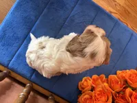 Sasha, a female Cavapoo for sale in Seneca, KS – 3 of 9