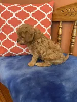 Tippy, a male Cavapoo for sale in Seneca, KS – 6 of 9