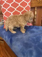 Alexis, a female Miniature Goldendoodle for sale in Seneca, KS – 5 of 10