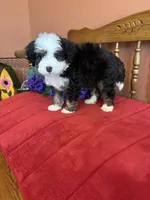 Boz, a male Miniature Bernedoodle for sale in Seneca, KS – 2 of 10