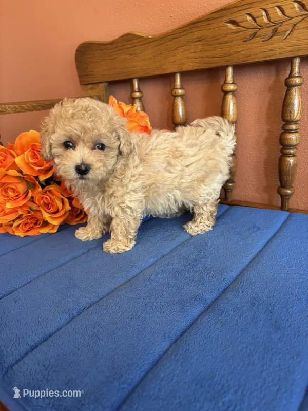 Bailey – Maltipoo puppy for sale in Seneca, KS