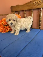 Bailey, a female Maltipoo for sale in Seneca, KS – 1 of 9