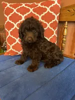 Rocky, a male Miniature Aussiedoodle for sale in Seneca, KS – 6 of 9