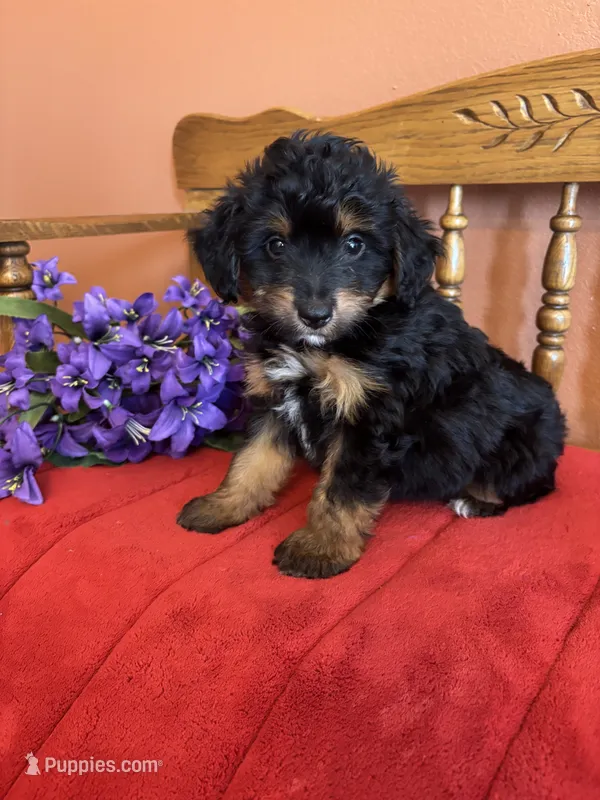 Milo – Miniature Aussiedoodle puppy for sale in Seneca, KS
