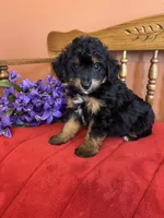 Milo, a male Miniature Aussiedoodle for sale in Seneca, KS – 1 of 8