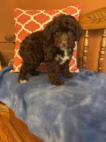Bennie, a male Miniature Aussiedoodle for sale in Seneca, KS – 5 of 10
