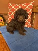 Rocky, a male Miniature Aussiedoodle for sale in Seneca, KS – 2 of 9