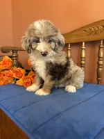 Ranger, a male Miniature Aussiedoodle for sale in Seneca, KS – 4 of 10