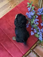 Phoebe, a female Cavapoo for sale in Seneca, KS – 10 of 10