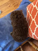 Bennie, a male Miniature Aussiedoodle for sale in Seneca, KS – 9 of 10