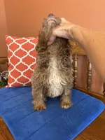 Buddy, a male Miniature Aussiedoodle for sale in Seneca, KS – 5 of 10