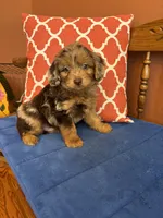 Boz, a male Miniature Aussiedoodle for sale in Seneca, KS – 6 of 9