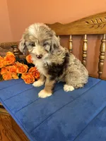 Ranger, a male Miniature Aussiedoodle for sale in Seneca, KS – 3 of 10