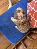 Cocoa, a female Miniature Aussiedoodle for sale in Seneca, KS – 7 of 10