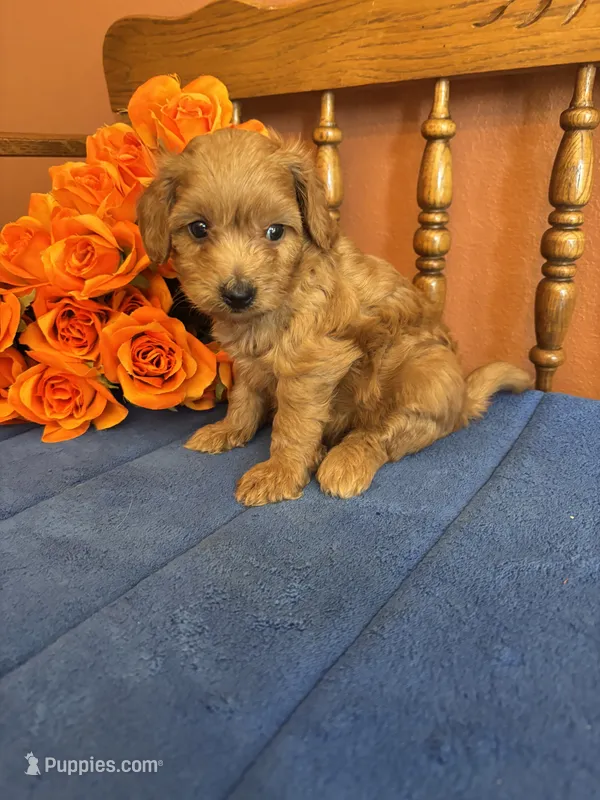 Lilly – Miniature Goldendoodle puppy for sale in Seneca, KS