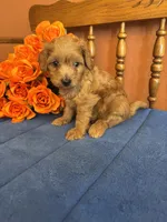 Lilly, a female Miniature Goldendoodle for sale in Seneca, KS – 1 of 8