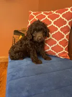 Rocky, a male Miniature Aussiedoodle for sale in Seneca, KS – 9 of 9