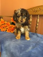 Gunner , a male Miniature Aussiedoodle for sale in Seneca, KS – 9 of 10