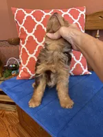 Boz, a male Miniature Aussiedoodle for sale in Seneca, KS – 7 of 9