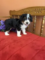 Sammy, a male Miniature Aussiedoodle for sale in Seneca, KS – 5 of 10