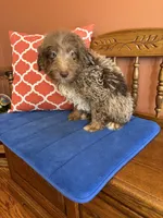 Buddy, a male Miniature Aussiedoodle for sale in Seneca, KS – 7 of 10