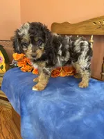 Gunner , a male Miniature Aussiedoodle for sale in Seneca, KS – 4 of 10