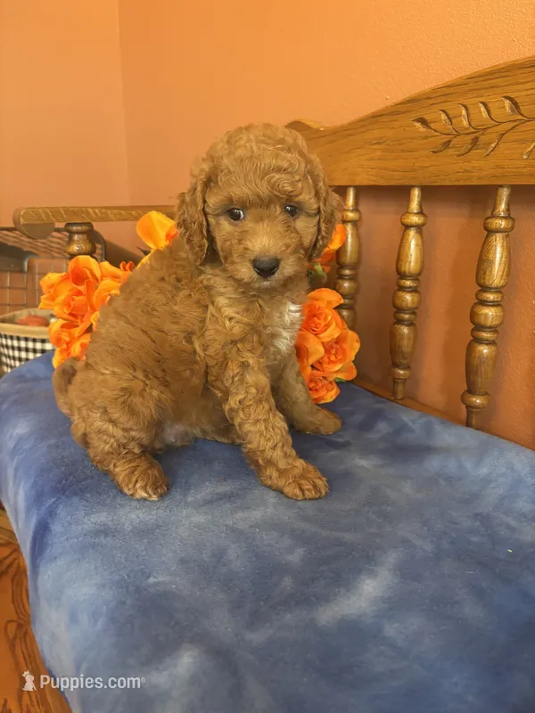 Marley – Miniature Goldendoodle puppy for sale in Seneca, KS