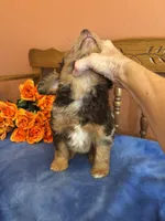 Gunner , a male Miniature Aussiedoodle for sale in Seneca, KS – 2 of 10