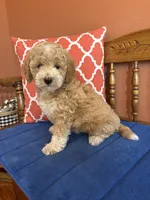 Lucy, a female Miniature Goldendoodle for sale in Seneca, KS – 5 of 10