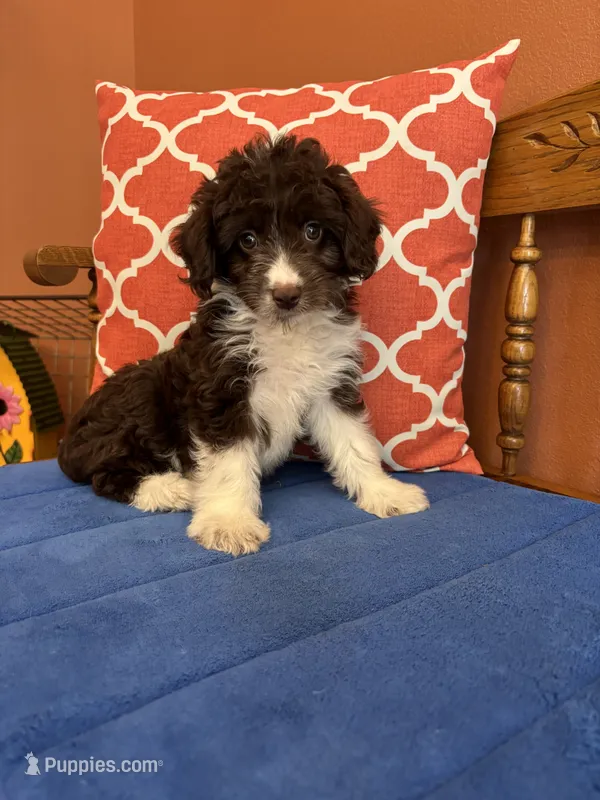 Ruby – Miniature Aussiedoodle puppy for sale in Seneca, KS