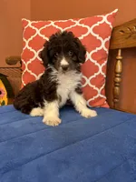Ruby, a female Miniature Aussiedoodle for sale in Seneca, KS – 1 of 10