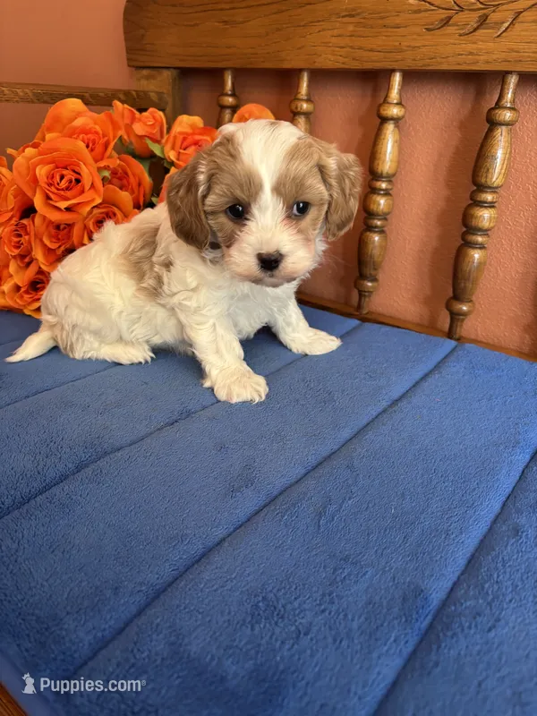 Sasha – Cavapoo puppy for sale in Seneca, KS