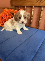 Sasha, a female Cavapoo for sale in Seneca, KS – 1 of 9