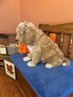 Wally, a male Miniature Goldendoodle for sale in Seneca, KS – 9 of 9