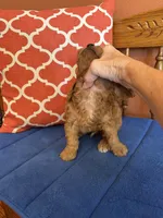 Ricky, a male Miniature Goldendoodle for sale in Seneca, KS – 3 of 9