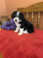 Sammy, a male Miniature Aussiedoodle for sale in Seneca, KS – 8 of 10