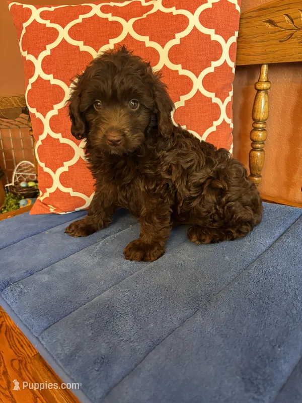 Rocky – Miniature Aussiedoodle puppy for sale in Seneca, KS