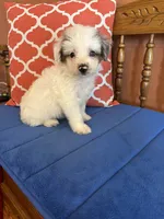 Penny, a female Miniature Aussiedoodle for sale in Seneca, KS – 3 of 8